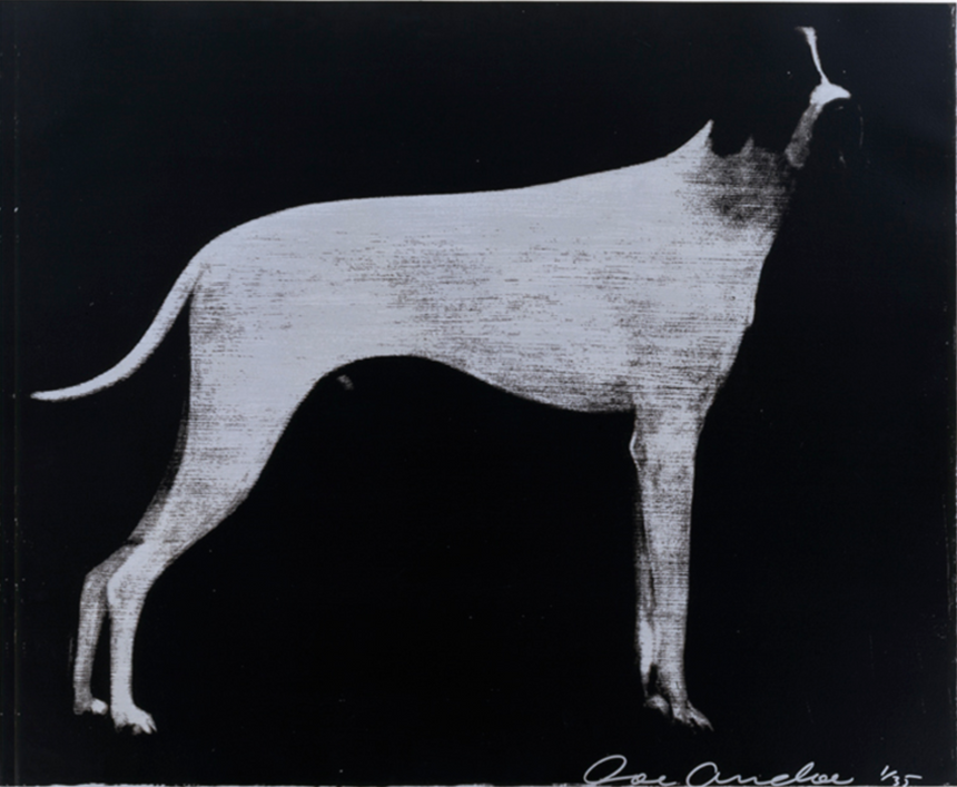 Large Dog (Graphite on Silver)