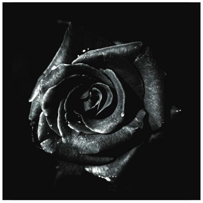 Black Rose - Matted Art Print