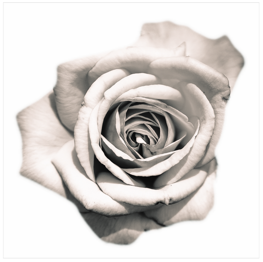 White Rose - Matted Art Print